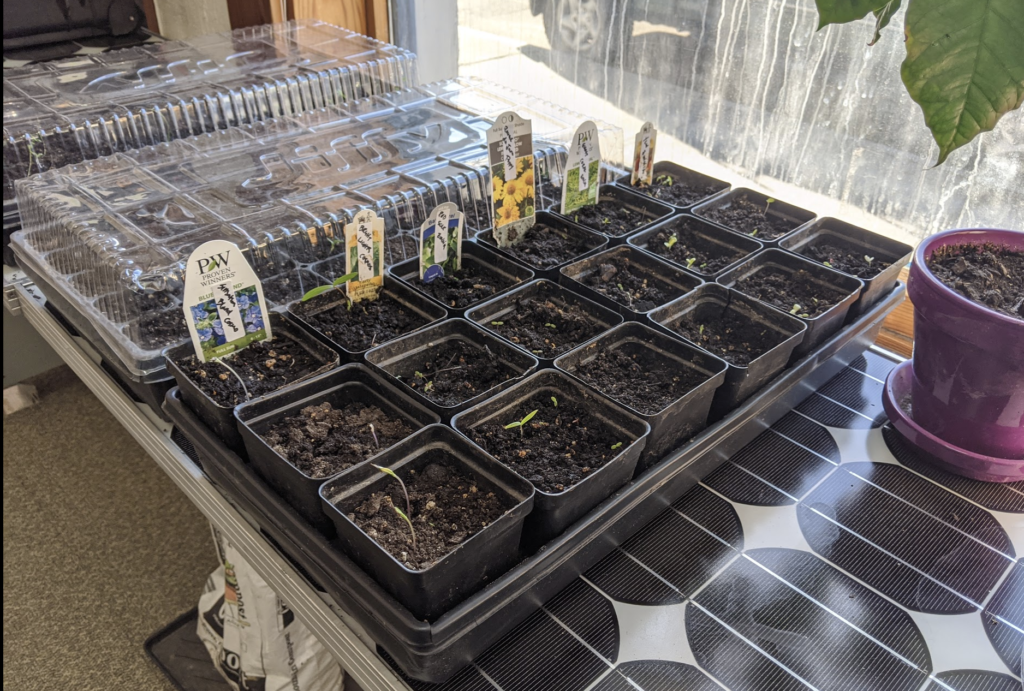 Office 7 Starts for Greenhouse Experiment