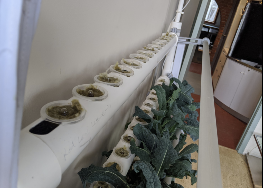 Seedlings and Kale in Plant Wall